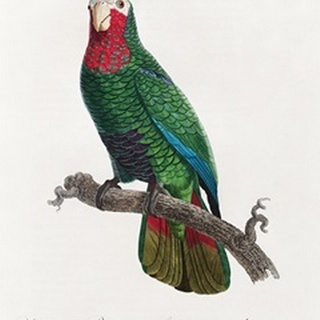 Levaillant Parrot VI