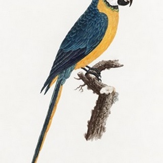 Levaillant Parrot I