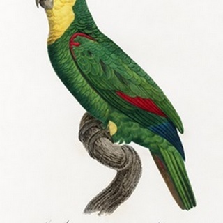 Levaillant Parrot IV