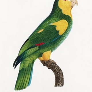 Levaillant Parrot III