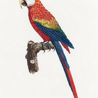Levaillant Parrot II