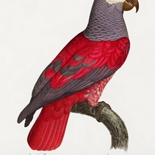 Levaillant Parrot XI