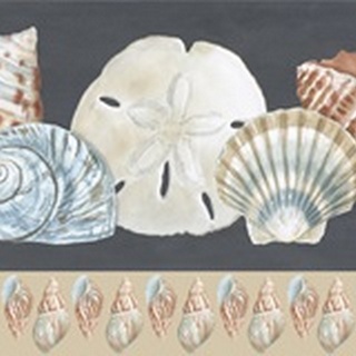 Shells on Slate Collection C