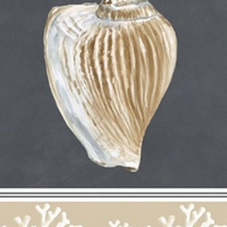 Shells on Slate Collection G