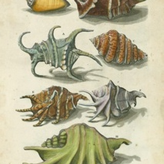 Conch Shell Illustre
