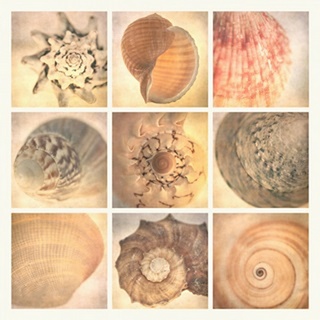 Coral Seashells