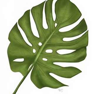 Monstera Leaf 1, Green on White