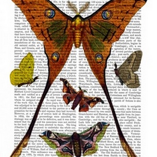 Moth Plate 1