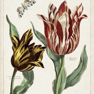 Tulip Classics IV