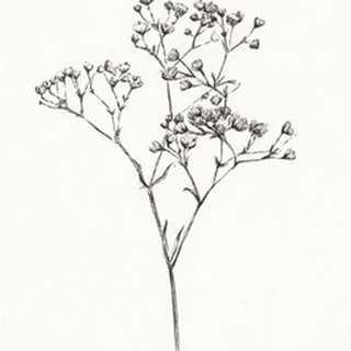 Wild Bloom Sketch I