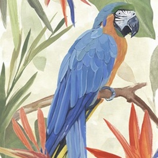 Tropical Parrot Composition IV