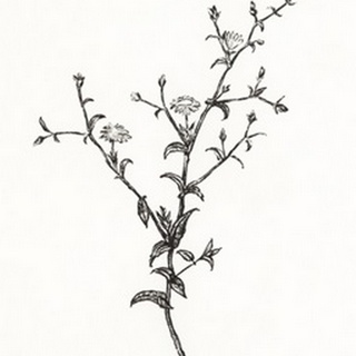 Wild Bloom Sketch II