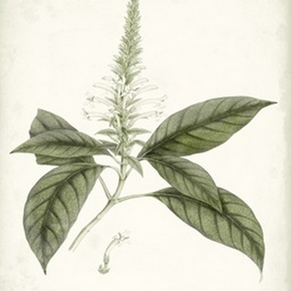 Sage Botanical II