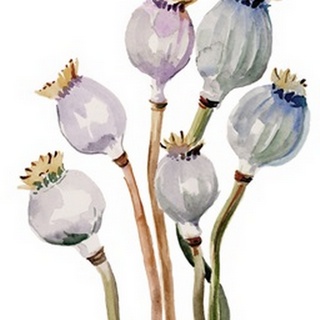 Watercolor Poppy Pods I