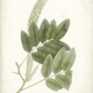 Sage Botanical IV