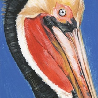 Vibrant Pelican II