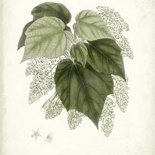 Sage Botanical III