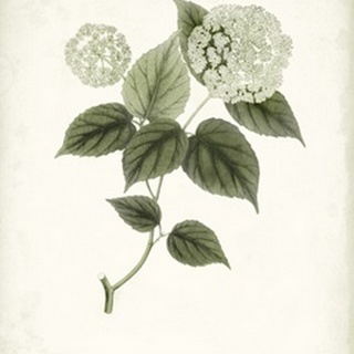 Sage Botanical I