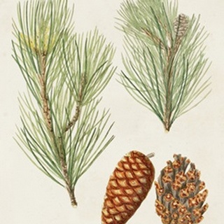 Antique Pine Cones I