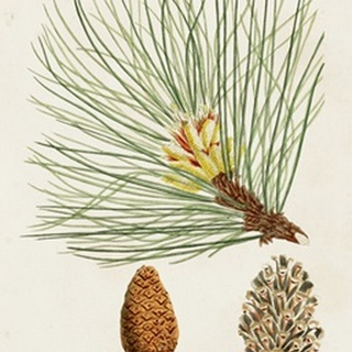 Antique Pine Cones IV