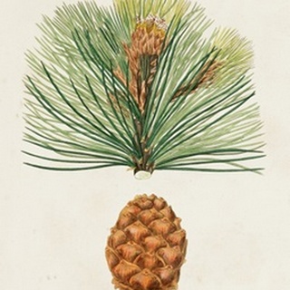 Antique Pine Cones II