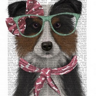 Border Collie, Tricolour, with Glasses and Scarf