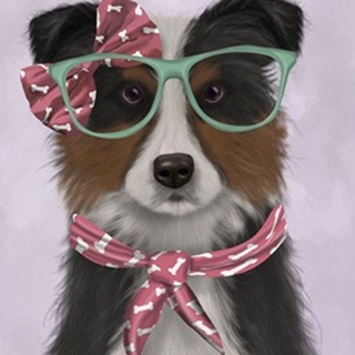 Border Collie, Tricolour, with Glasses and Scarf