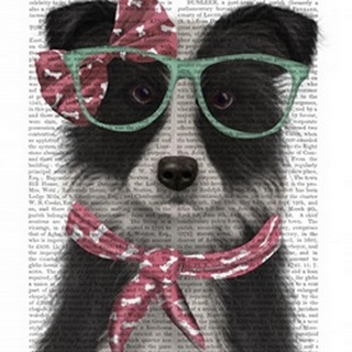 Border Collie, Black and White, with Glasses and Scarf
