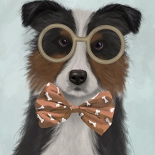 Border Collie, Tricolour, with Glasses and Bow Tie