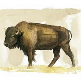 Bison Watercolor Sketch II