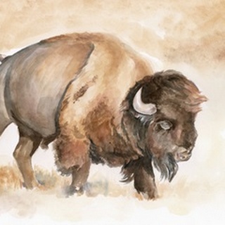 Buffalo Roam II