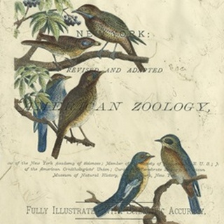 Vintage Ornithology I