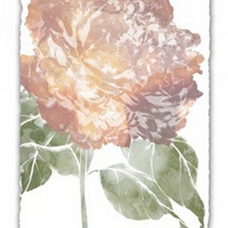 Watercolor Bloom I