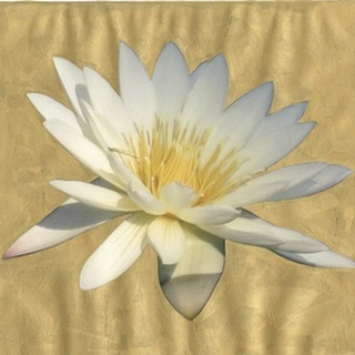 Gilded Lily I
