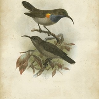 Antique Gould Hummingbird III