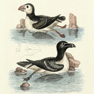 Aquatic Birds II