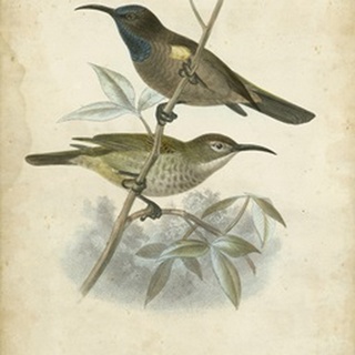Antique Gould Hummingbird IV