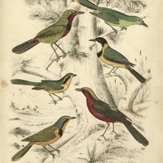 Avian Habitat III