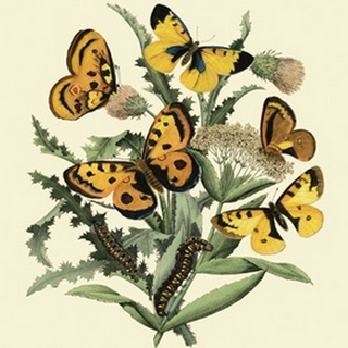 Butterfly Gathering IV