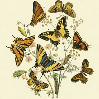 Butterfly Gathering I