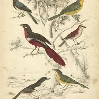 Avian Habitat IV