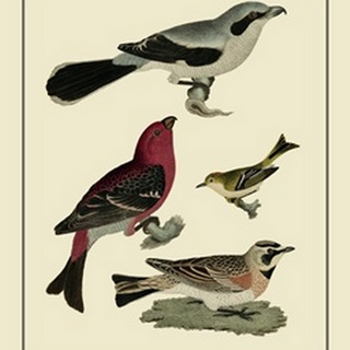 Bird Family II