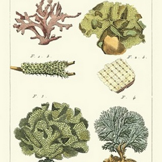 Coral Classification II