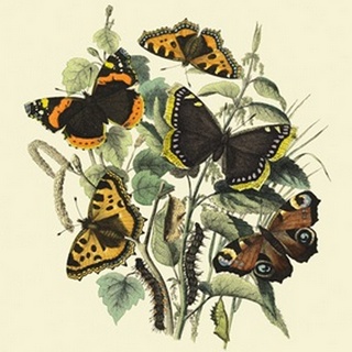 Butterfly Gathering II