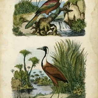 Avian Sanctuary II