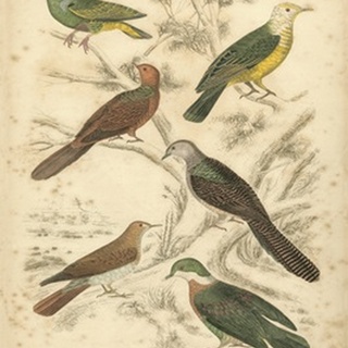 Avian Habitat II