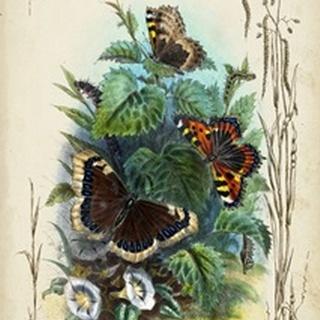 Victorian Butterfly Garden IV