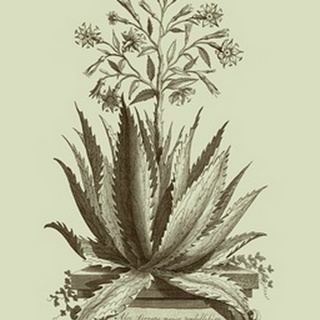 Vintage Aloe I