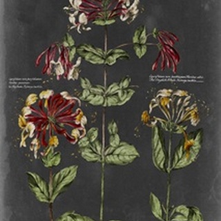 Vintage Botanical Chart I