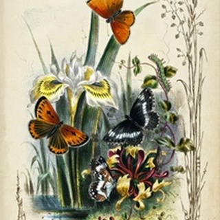 Victorian Butterfly Garden II
